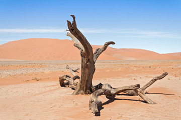 Dead tree in desert landscape of Sossusvlei, Namibia 