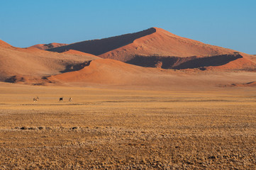 Fototapeta na wymiar Red sand dunes in Sossusvlei with Oryx, Namibia