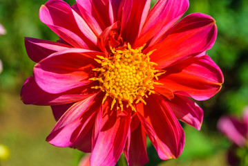 Obraz premium Red chrysanthemum flowers