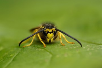 Wasp (Vespula vulgaris), insect on a leaf