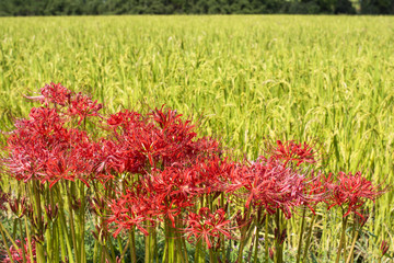 水田をバックにマンジュシャゲの花