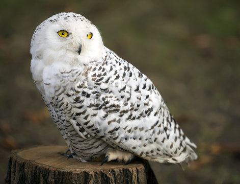 Polar owl male closeup shot.