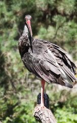 Ein Schwarzstorch - Ein großer Schwarzstorch beim Sonnenbaden