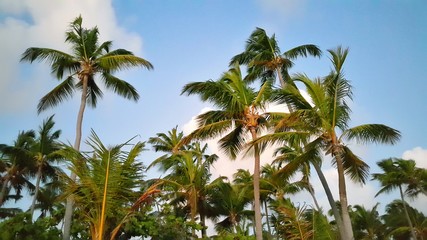 Fototapeta na wymiar Blue sky and green palm trees