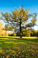 Naklejka premium Yellow tree in the autumn park