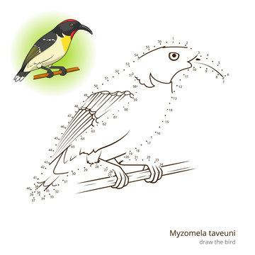 Myzomela taveuni bird learn to draw vector