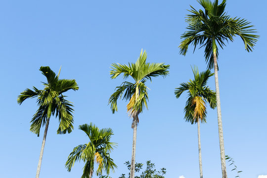 palm tree with blue sky background