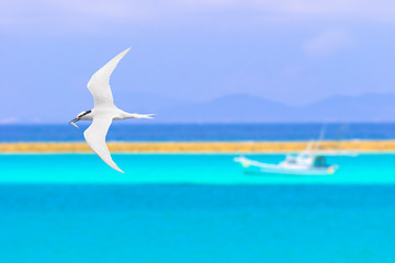 Fototapeta na wymiar 海辺を飛ぶアジサシ