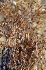 dry reed