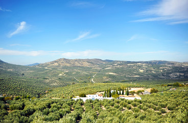 Obraz premium Olivares de Andalucía, aceite de oliva, España