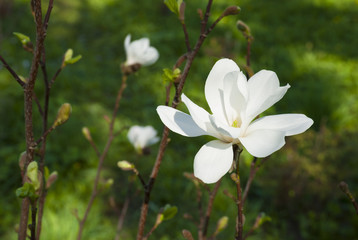 White magnolia flower on a branch 