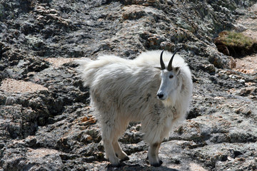 Mountain Goat on Black Elk Peak in the Black Hills of South Dakota