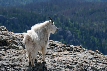 Mountain Goat looking over the Black Hills from the top of Harney Peak in Custer State Park in South Dakota USA