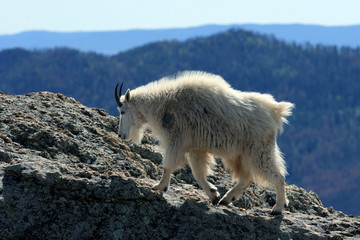 Mountain Goat walking on top of Harney Peak in Custer State Park in the Black Hills of South Dakota...