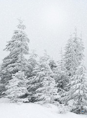 Beautiful winter landscape during snowfall in the woods