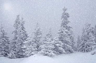 Beautiful winter landscape during snowfall in the woods
