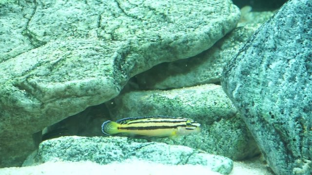 especies de peces del lago taganika, Julidochromis 