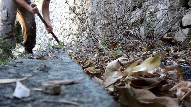 Worker cleans the clogged groove from the leaves.