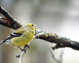 Tiny Yellow Finch singing her heart out while perched on a branch
