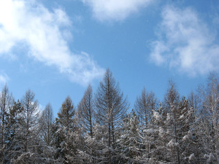 winter forest and sky