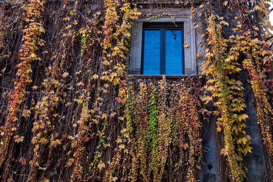 Muro  di una casa ricoperto da tralci di rampicanti con finestra azzurra 