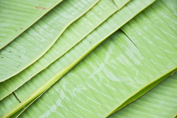 green banana leaves texture background