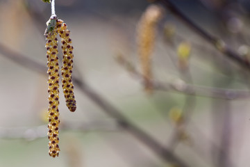 Alder buds. Blurred background.