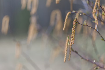 Alder buds. Blurred background.