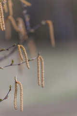 Alder buds. Blurred background.