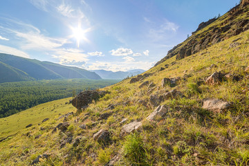 Flowers on a mountain slope  the sun.