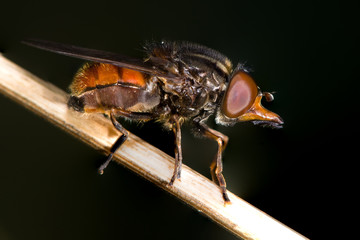 Rhingia campestris hoverfly in profile. Hoverfly in the family Syrphidae in profile, with identifying snout and distinctive black lines along the abdomen visible
