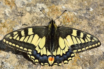Fototapeta na wymiar Swallowtail butterfly (Papilio machaon) at rest on the ground. An butterfly in the family Papilionidae at rest on earth in hills near Baku, capital of Azerbaijan 
