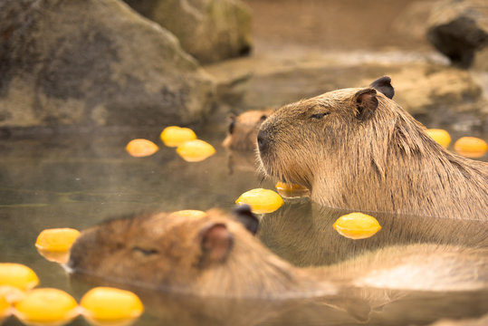 カピバラ Images Browse 1 806 Stock Photos Vectors And Video Adobe Stock