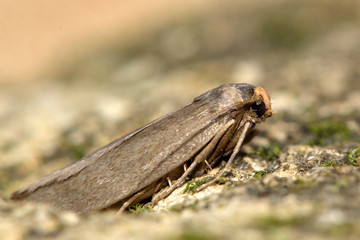 Lesser wax moth (Achroia grisella). A distinctive moth in family Pyralidae, shown in profile at rest 
