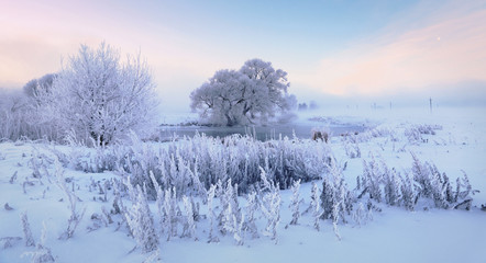 Frosty trees in the cold winter morning