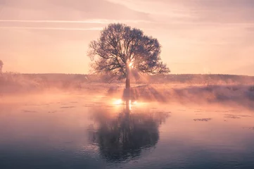 Helle Wintersonne scheint durch frostigen Baum © alexugalek