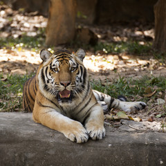 Bengal tiger