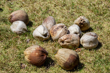 viele Kokosnüsse liegt im Gras