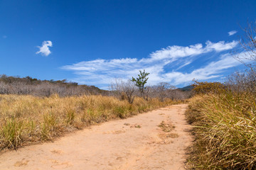 Fototapeta na wymiar ein kleiner Weg in einem Nationalpark in Costa Rica