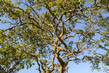 large branch tree in garden