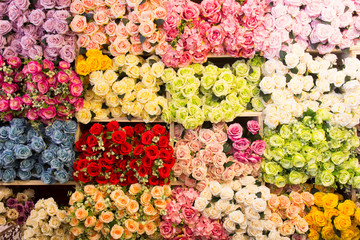  image of beautiful   colorful roses background