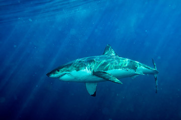 Obraz premium Great White shark ready to attack