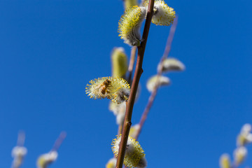 Fluffy soft willow buds