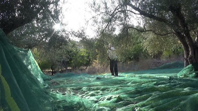 Olive harvesting with machinery. The clip includes the original sound.