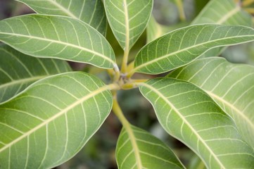 green mango leaves in fruit garden