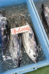 市場に並ぶカツオ