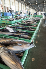 市場に並ぶカツオ