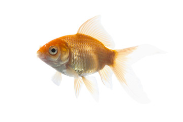 Golden koi fish isolated on white background 