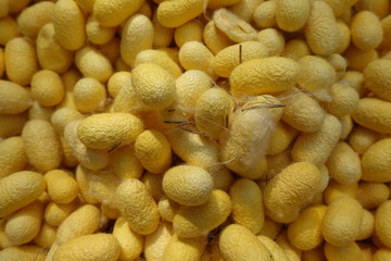 The Yellow silkworm cocoon background