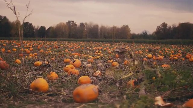 A field full of pumpkins at a pumpkin patch on an overcast day